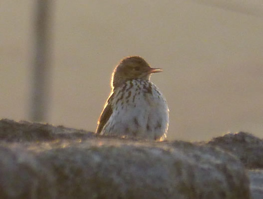 Meadow Pipit