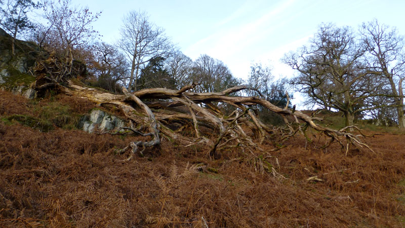 Fallen Tree