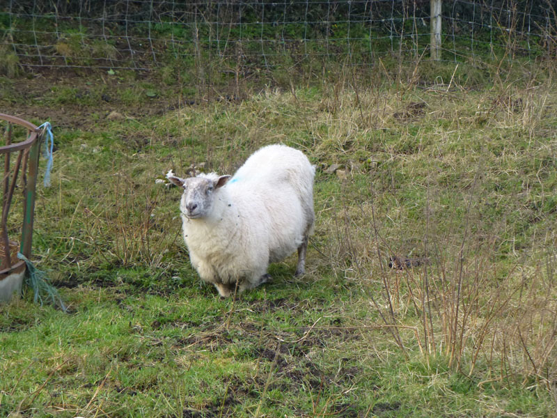Short-legged sheep
