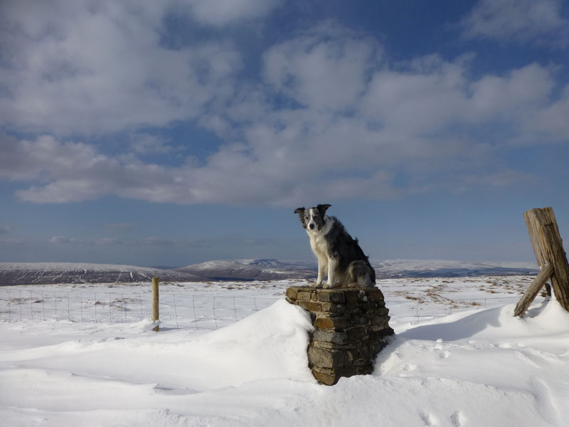 Izzy The Dog