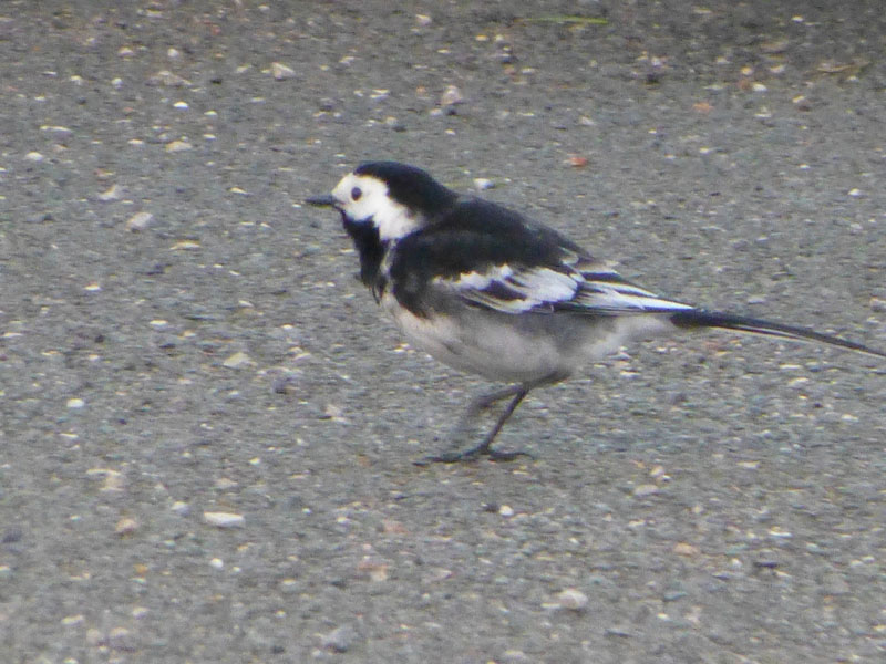 Bird