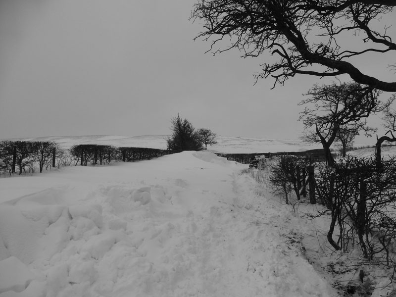 Ridge Lane