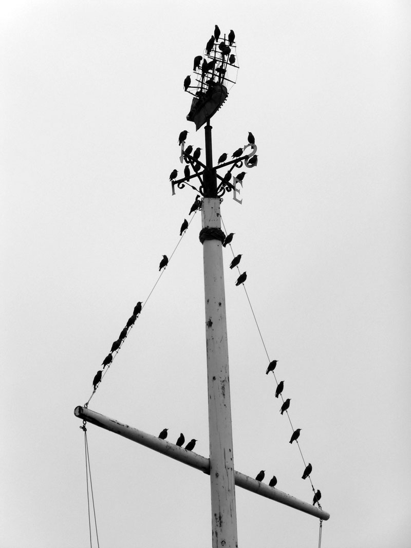Starlings on the yaard arm