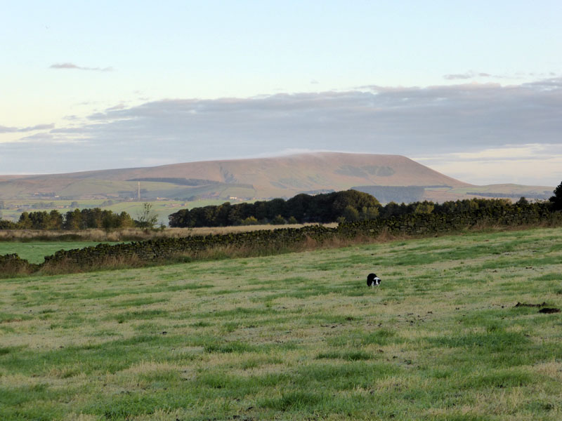Pendle Morning