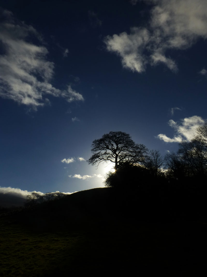 Winter Tree