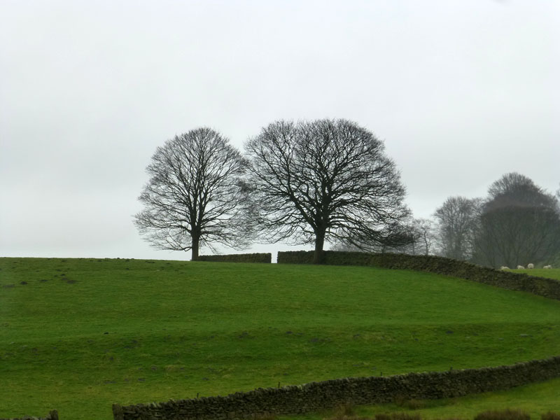 Trees