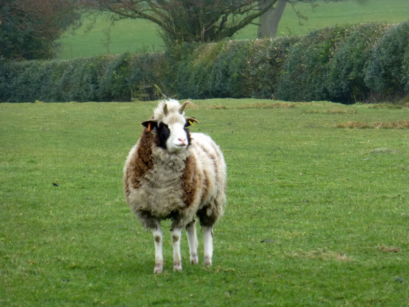 Sheep