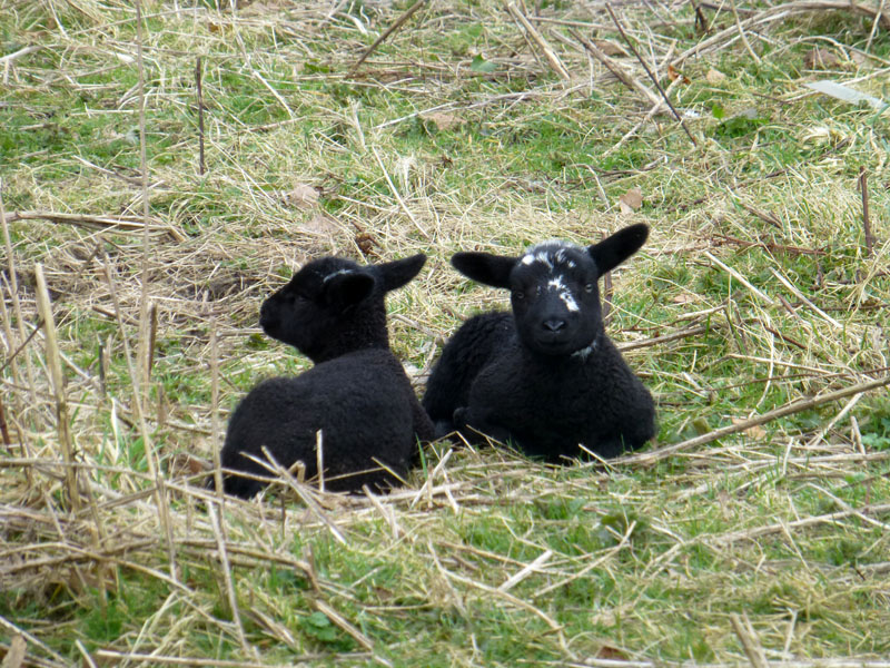 Black Lambs