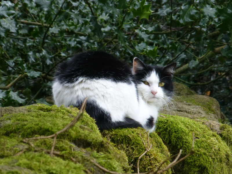 Wall Cat