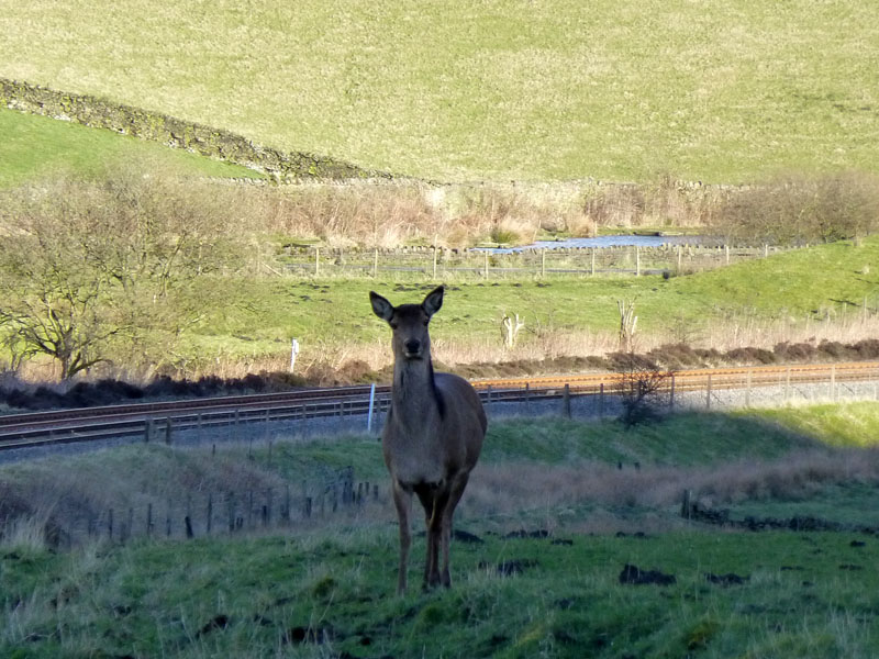Deer