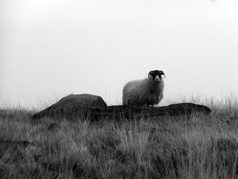 Sheep