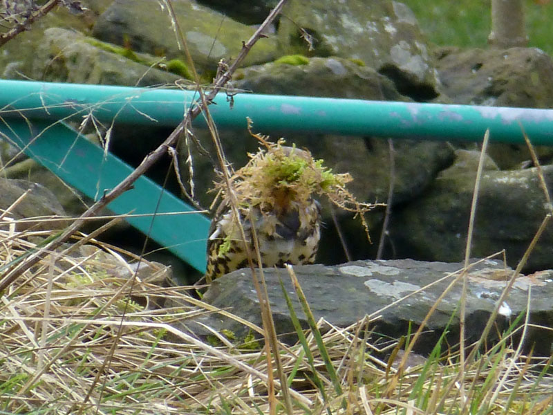 Thrush