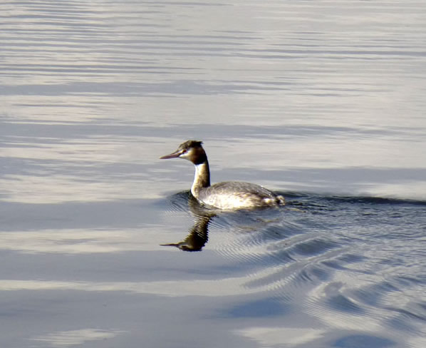 Grebe