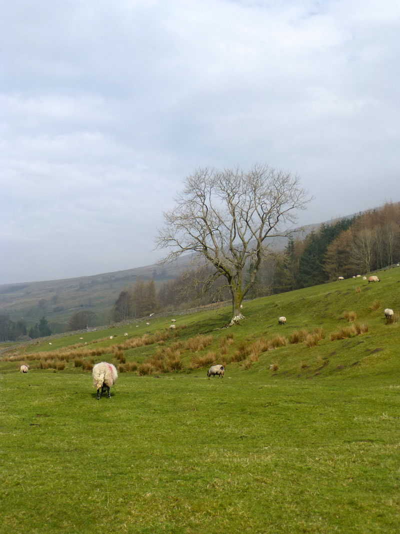 Dentdale