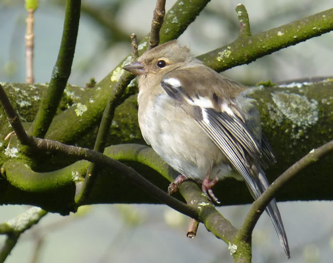 Chaffinch