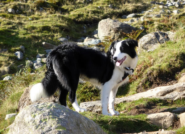 Molly The Collie