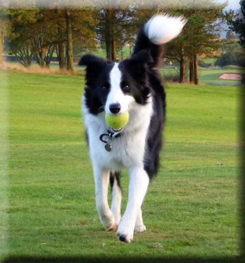 Molly the Collie