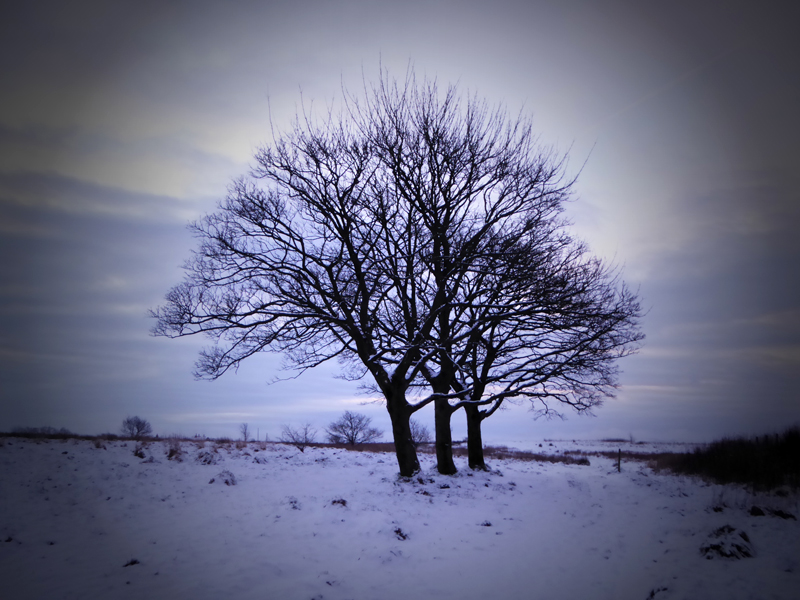 Three Trees