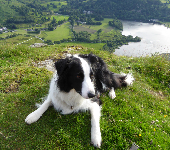 Molly the Collie