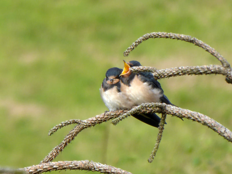 Fledgling Swallow