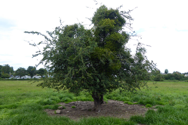 Mistletoe in Hawthorn