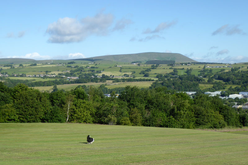 Pendle from Hard Platts