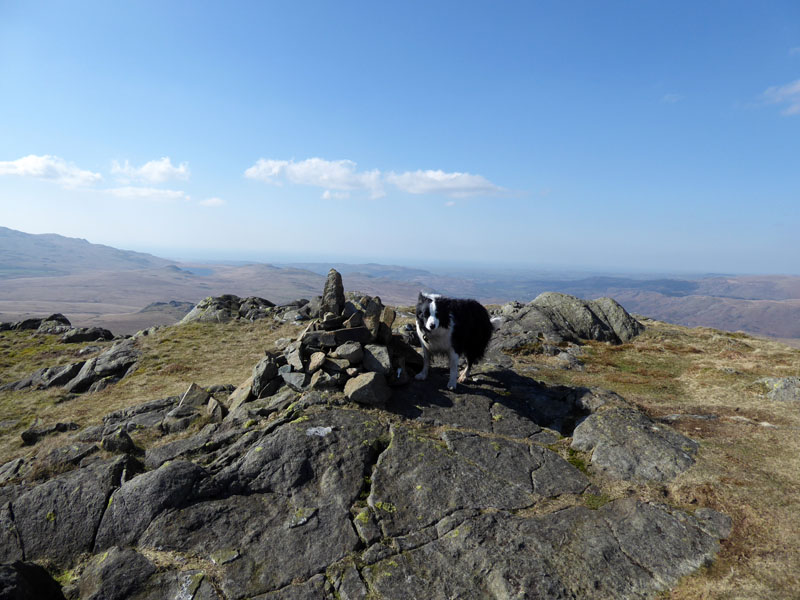 Molly on top of Green Crag