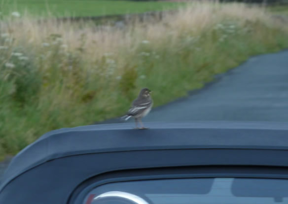Bird on car