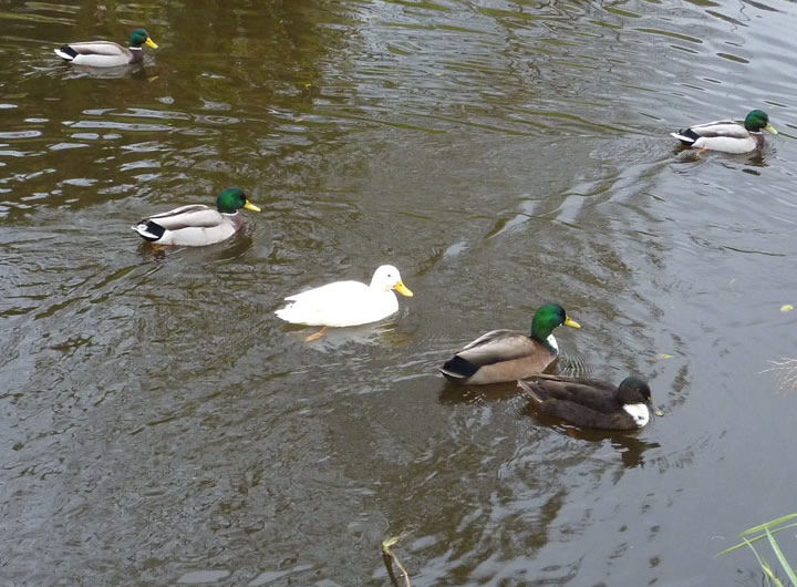 Albino Duck