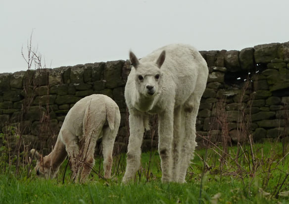 Alpaca