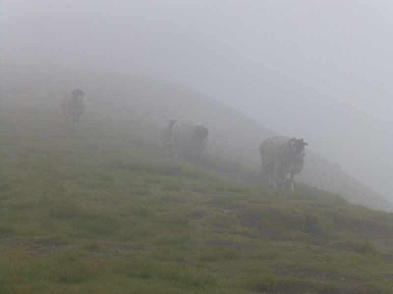 Misty Sheep