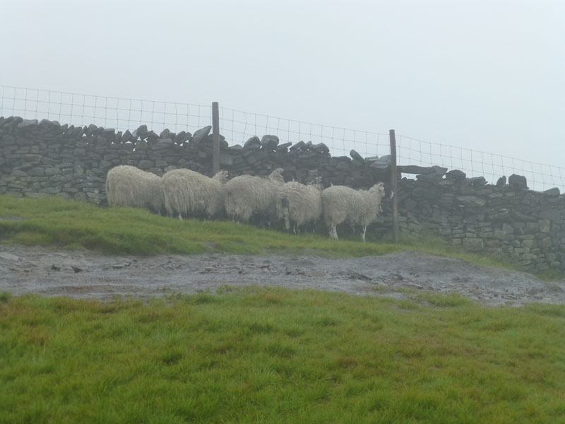 Sheltered Sheep