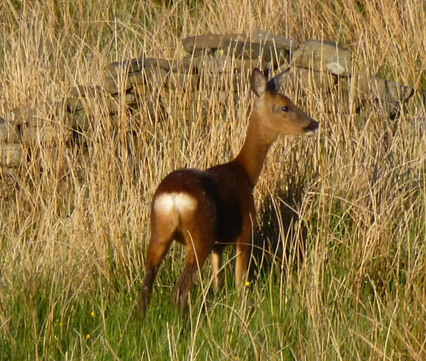 Young Deer