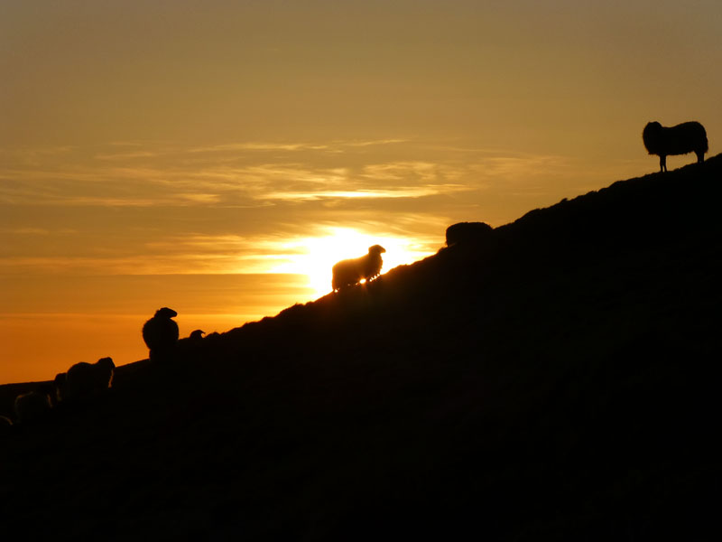Sheep Sunset