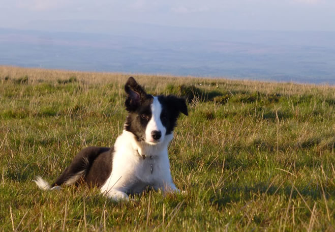 Molly on Pendle