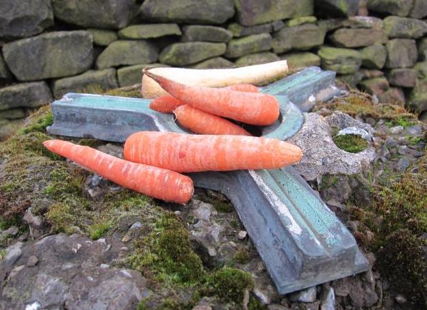 Five carrots and a parsnip