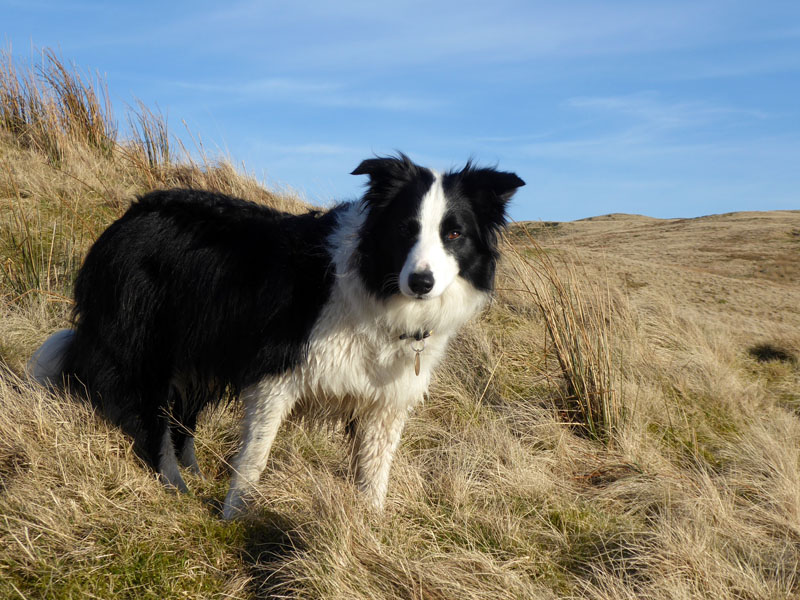 Molly the Collie